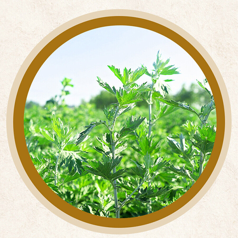 US 2-4 Pack Mugwort Belly Patch Natural Wormwood Essence Pills Navel Sticker