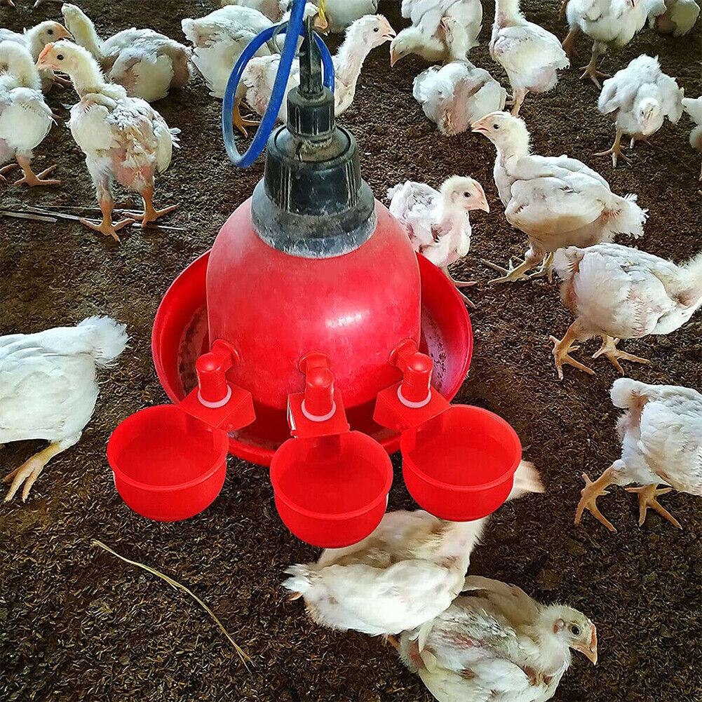 US 10-20 Pc Automatic Poultry Water Cups Drinker Chicken Duck Goose Turkey Quail