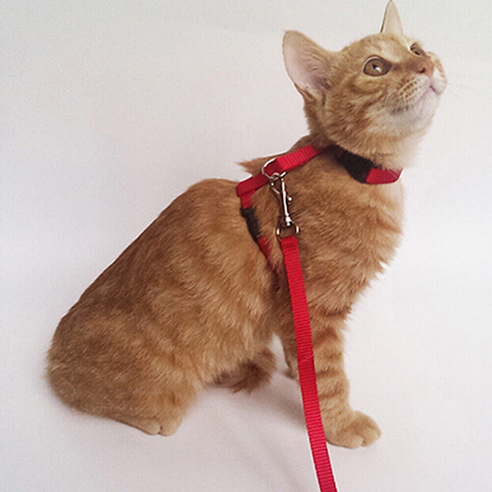 US 2-4Pc Adjustable Cat Halter Harness Nylon Strap Collar Leash Belt Safety Fine