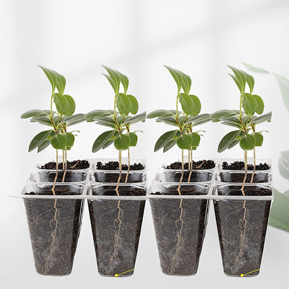 US 5-10 Pack Seed Starter Tray Peat Pots Kit Plant Growing Nursery Biodegradable